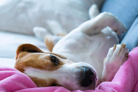 Beagle dog taking a nap on sofa on pink baby blanket.の写真素材
