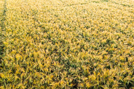 Aerial view at Green fresh young wheat close up. Young green grass in spring.の写真素材