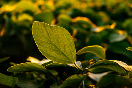 Closeup of green leaves of soybean plant.
