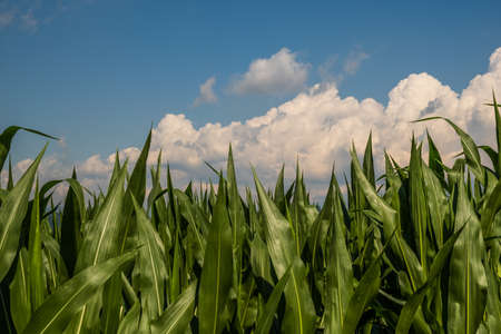 Young maize plants in sunset light. Corn field background