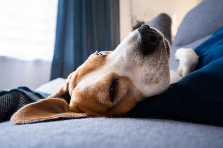 Beagle dog tired sleeps on a couchの写真素材