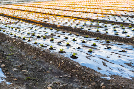Organic lettuce vegetable farm field covered with plastic mulch at sunset. Cultivation conceptの写真素材