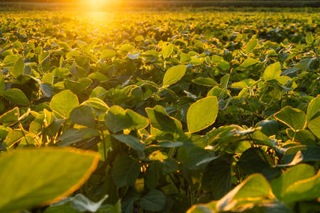 Closeup of green plants of soybean on field