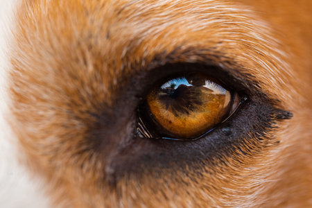 A closeup of a beagle dog eye.の写真素材
