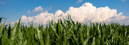 Corn agriculture. Green nature. Rural field on farm land in summer. Plant growth.