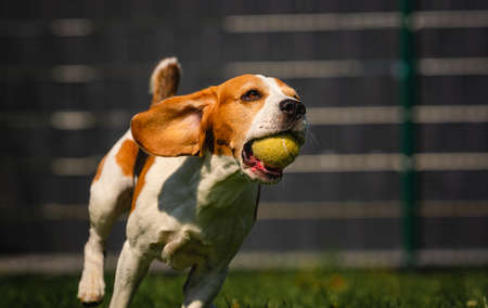 Beagle dog fun in backyard, outdoors run with ballの写真素材