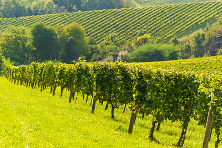Hills Of vines on Vineyard In South Styria Region in Austria