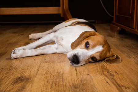 Beagle Dog Adult lying on wooden floor at home