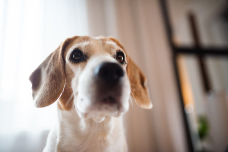 Beagle dog closeup , looking aheadの写真素材