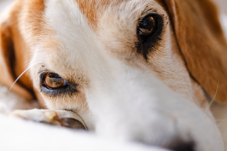 Cute Beagle dog sleeping on dog bed indoors, closeup.の写真素材