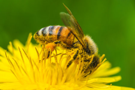 Honey bee covered with yellow pollen collecting nectar from dandelion flower.