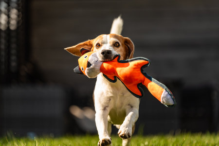 Beagle dog run with toy towards camera