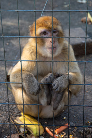 Monkey looking through the cage.の写真素材