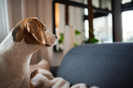 Cute Beagle dog sitting on sofaの写真素材