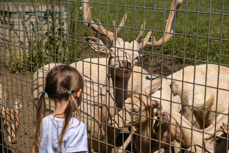 Adorable cute preschool girl feeding white deers in a wild animal forest park. Happy child petting animals on summer dayの写真素材