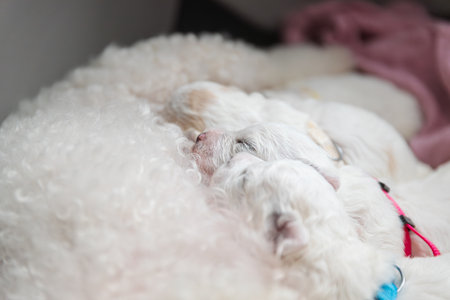 New born puppies of Bichon Frise dog. Bichon puppy sleeping.の写真素材