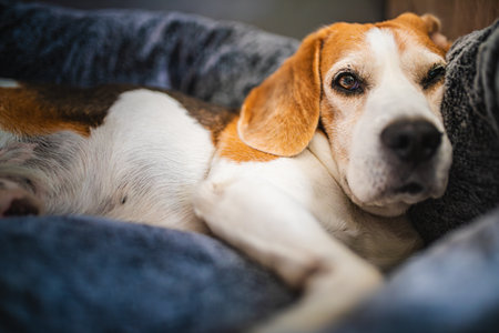A Relaxing Beagle lying comfortably on a Cozy Bed, radiating warmth and tranquilityの写真素材