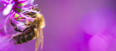 A closeup view of a bee diligently collecting nectar from a vibrant purple flower.の写真素材