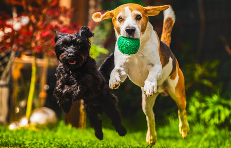 Two energetic and lively dogs leap joyfully in a spacious backyard, showcasing their vibrant playful...