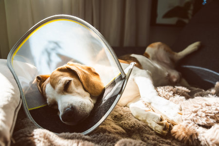 An extremely calm Beagle Dog is peacefully sleeping comfortably with a recovery cone on a cozy blanketの写真素材