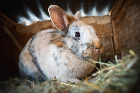 An Adorable Domestic Rabbit is Nestled Comfortably in a Cozy Hay Nest, Surrounded by a Very Peaceful and Calm Settingの写真素材