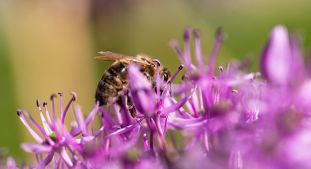 A closeup view of a busy bee sitting delicately on a vibrant purple flower, showcasing natures...