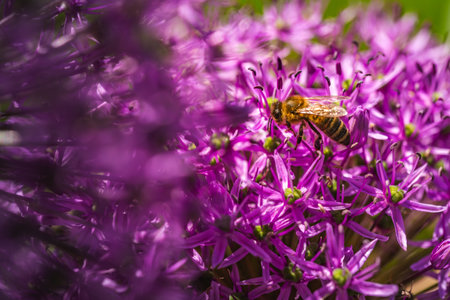 A small bee is sitting comfortably on a vibrant purple flower, enjoying the nectar it has to offer...