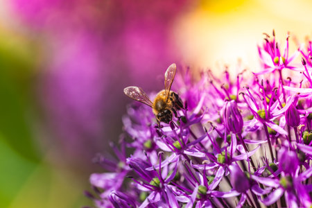A honey bee is peacefully sitting on a vibrant purple flower, enjoying the sun and gathering nectar...