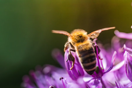This is an image showcasing a closeup photograph featuring a busy bee perched delicately on a...