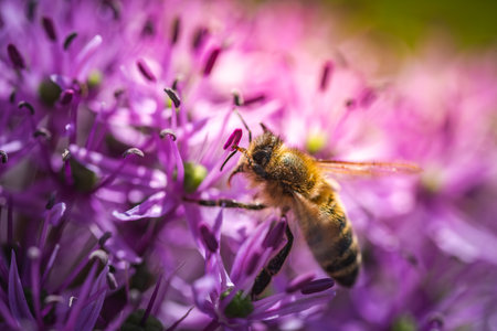 A bee is sitting contently on a vibrant purple flower, taking its time to gather nectar and pollen...