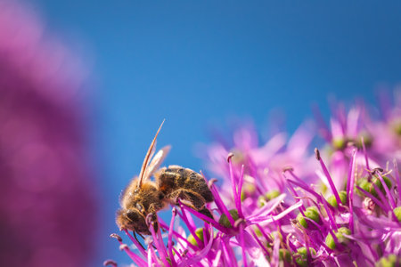 An extremely detailed closeup view of a bee delicately perched on a vibrant purple flower,...