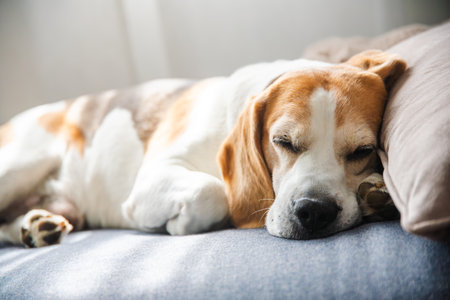 A Beagle dog is peacefully sleeping on a comfortable bed, enjoying a restful nap after a long day of play and explorationの写真素材