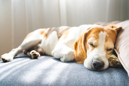 A Beagle dog comfortably curled up, is sleeping peacefully on a cozy couch, dreaming and enjoying a...