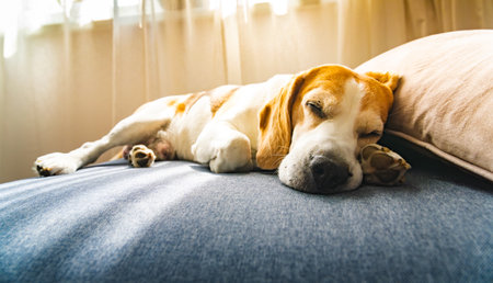 A Beagle dog is peacefully sleeping on a cozy bed, enjoying its rest, surrounded by soft linens and a comfortable atmosphereの写真素材