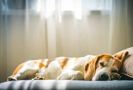 A Beagle dog is comfortably sleeping on a couch that is positioned in front of a bright window,...