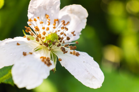 This image features a detailed closeup of a beautiful flower that showcases its striking green...