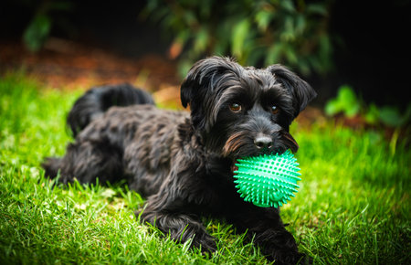 Portrait of a cute young black yorkie dog on a meadow in summerの写真素材