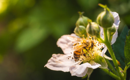 European honey bee on white flower of Blackberry bush