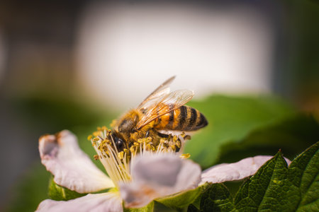 European honey bee on white flower of Blackberry bushの写真素材
