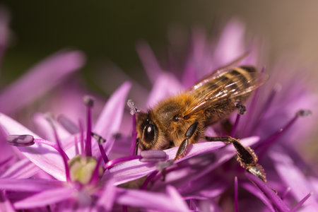 Close up of European honey bee on violet Allium flower