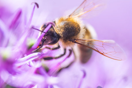 Close up of European honey bee on violet Allium flower