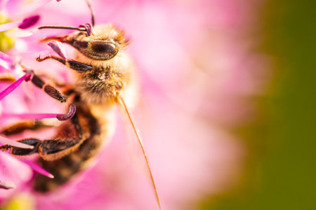 Close up of European honey bee on violet Allium flower