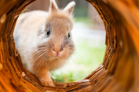 A cute little rabbit peeks through a tunnel, displaying its curious nature and playful spirit while...
