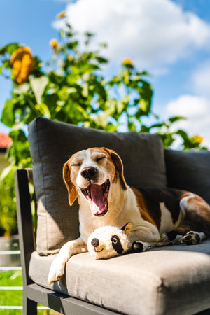 Beagle dog yawning on outdoor patio furniture, sunny day, relaxed mood, playful setting.の写真素材