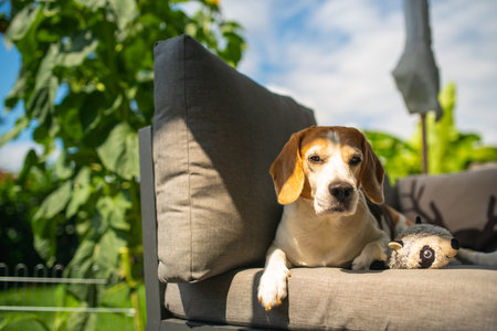 Beagle dog relaxing on outdoor patio furniture, enjoying sunny summer day, calm mood.の写真素材