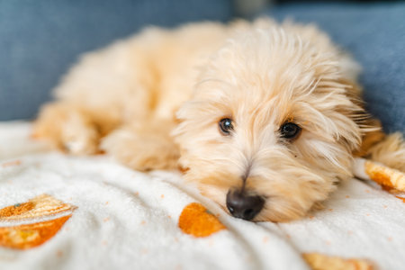 Adorable puppy resting peacefully on a soft blanket, indoors calm, cozy mood.の写真素材