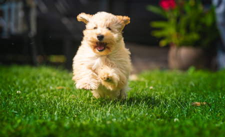 Happy Fluffy Maltipoo Puppy Running in Grassの写真素材