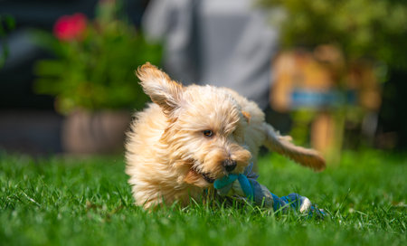 Fluffy Puppy Playing with Rope Toy in Grassの写真素材