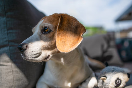 Beagle Dog Relaxing on Couchの写真素材