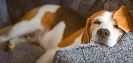 Beagle dog sleeping peacefully indoors cozy bed relaxed mood.の写真素材